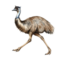 Illustration of an emu with a long neck and brown feathers walking across a plain surface area view transparent background png