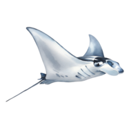 Illustration of a manta ray with white and gray coloration gliding through a featureless space transparent background png