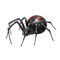 A spider with a round body and long legs with red spots on its back is shown in a studio shot transparent background png