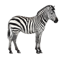 A zebra standing in profile with its distinctive stripes visible against a plain transparent area transparent background png