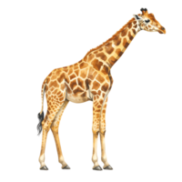 isolado girafa em pé alta com uma grandes pescoço e visto padronizar em uma avião transparente área transparente fundo png