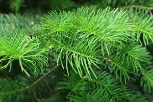 Green, Fluffy fir branch. Green spruce branches as a background. close up view on natural background photo