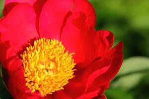 Beautiful soft bright red peony flowers close up in the garden on a sunny summer day photo