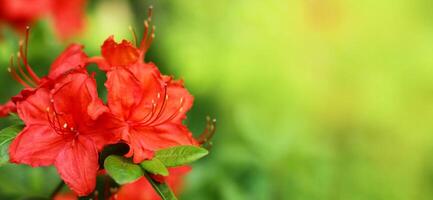 Rhododendron blossom in a park or botanical garden. Shrubs blooming with red flowers, close-up. Natural background. photo