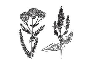 Line art wildflowers isolated on white background. Hand drawn botanical outline plants yarrow and stevia with stems, leaves, flowers illustration.Graphic design element for Birthday Poster Card vector