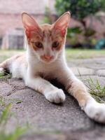 A tabby cat with orange and white fur is lying on a stone floor. photo