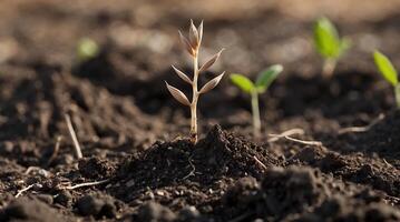 Seedling emerging from dry soil in a changing environment showcasing resilience photo