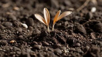 Seedling emerges from dry soil in response to climate change photo