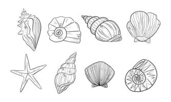 Hand Drawn Seashell and Starfish Line Art. A collection of 8 detailed hand drawn marine elements including seashells, spiral shells, scallops, and a starfish.perfect for ocean-themed designs vector
