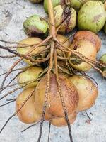 Young fresh coconut with white flesh for summer fruit. photo