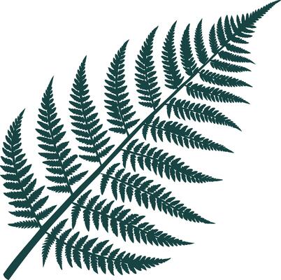 Green fern frond illustration isolated on a white background botanical foliage nature art