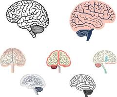 illustration of a human brain sketch showing anatomy and intelligence concepts vector
