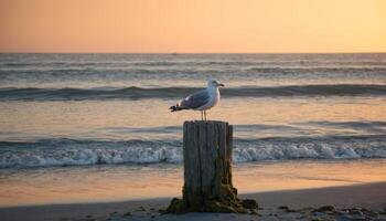 A seagull perched on a weathered wooden post overlooking the calm ocean during sunset. Great for coastal themes, wildlife photography, or serene nature scenes. photo