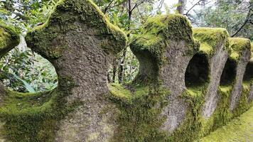 Ancient moss covered stone structure in lush forest, perfect for Earth Day concepts and eco friendly nature retreats video
