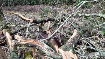 Fallen tree branches on forest floor, natures aftermath of a storm, environmental impact, Earth Day awareness concept video