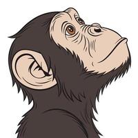 A cartoon monkey head with big eyes looking up vector