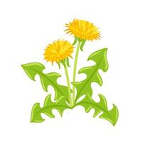A whimsical illustration of a dandelion, showcasing its delicate seeds blowing in the wind. The vibrant greens of the stem and leaves vector