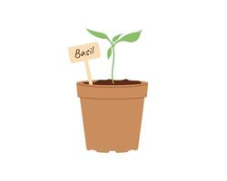 Basil seedling in small pot with label. illustration for gardening, herbs and organic farming concepts vector