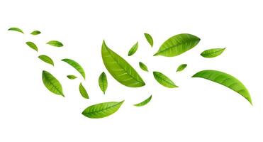 Leaves Green Floating on white background vector