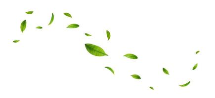 Leaves Green Floating on white background. vector