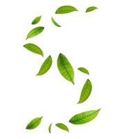 Green Floating Leaves on white background vector