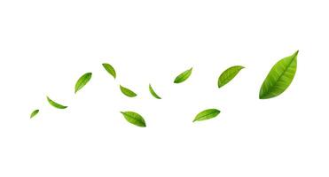 Green Floating Leaves. Vegan, eco design element. vector
