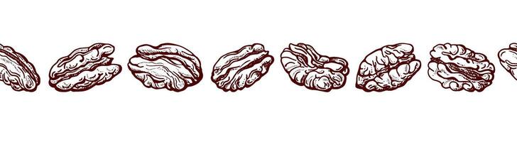 Pecan nuts Endless texture sketch, vintage border vector