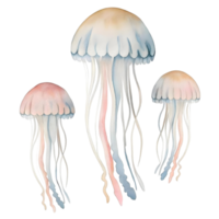 A watercolor illustration of three jellyfish with long tentacles on a transparent background artwork design png