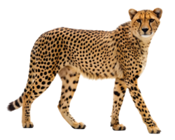 Isolated cheetah standing alert with a tan coat and black spots on a transparent background png