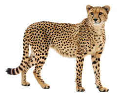 Isolated cheetah standing alert on a transparent background showing its distinctive spotted coat pattern clearly png
