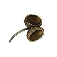 Acorn caps. Handmade watercolor illustration. color image of the autumn element. The isolate. For labels, packages, printing products, stickers, posters and banners, for postcards and packaging. png