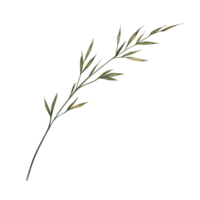 An ear of field grass. A hand-drawn watercolor illustration. a color image of a natural element. The isolate. For printing and decorating postcards, banners and flyers, packaging and labels. png
