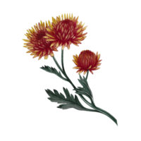 Chrysanthemum flowers. Handmade watercolor illustration. color image of autumn flowers. The isolate. For labels, packages, printing products, stickers, posters, banners, postcards. png
