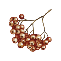 Autumn mountain ash. Hand-drawn watercolor illustration. a color image of an autumn fruit. The isolate. For labels, packages, printed products, stickers, posters and banners, postcards and packaging. png