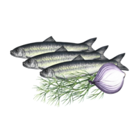 Sardines with dill and onion. Hand-drawn watercolor illustration. A color image of a fish dish. Separate from the background. Great for menus, recipe books, packages, labels, invitations. png