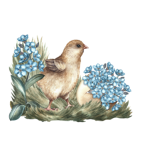 Easter chicken and forget-me-nots in egg shells. Handmade watercolor illustration. A color image of the Easter composition. Highlight it. For greeting cards and Easter invitations, packaging, stickers png