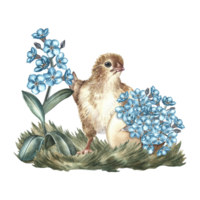 Easter composition. A little chicken and Forget-me-nots in an eggshell. A hand-drawn watercolor illustration. Highlight it. For greeting cards and Easter invitations, packaging, labels, stickers. png