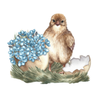 Easter composition. Forget-me-nots in eggshells and a little chicken. A hand-drawn watercolor illustration. The isolate. For the design of greeting cards and invitations for Easter, packaging, labels. png