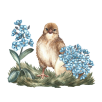 Easter composition. A little chicken and forget-me-nots in an eggshell. Handmade watercolor illustration. Highlight it. For greeting cards and Easter invitations, packaging, labels, stickers. png