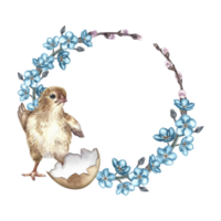 Easter round frame with flowers, forget-me-nots and a chicken. Handmade watercolor illustration. Color image. For Easter greeting cards and invitations, packaging, labels and printing. png