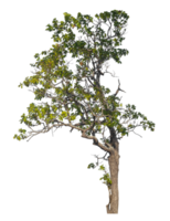 tree isolated on transparent background with clipping path and alpha channel, tropical trees, real tree green leaf png