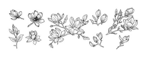 Magnolia flowers arrangement line art on white backgrounds. Silhouette magnolia botanical hand drawn element for wedding, invitation frame design, illustration vector