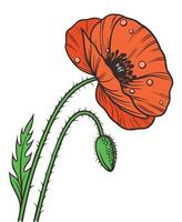 Vibrant Red Poppy Flower - Botanical Art Design vector