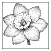 A black and white drawing of a daffodil png