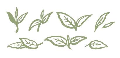 Green tea or abstract leaves set. Ink hand drawn line illustration on white background. Collection green leaf. Elements design for natural, eco, vegan, bio labels. vector