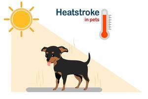 Small breed dogs suffer from dehydration due to heatstroke in animals vector