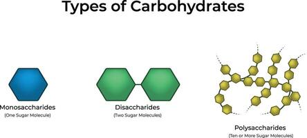 Types of Carbohydrates Monosaccharides Disaccharides and Polysaccharides vector