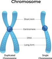 Diagram of a chromosome showing different parts and state Illustration vector