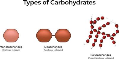 Types of Carbohydrates Monosaccharides Disaccharides and Polysaccharides Design vector