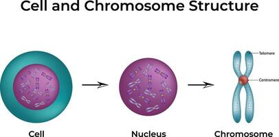Cell and Chromosome Structure A Visual Guide Illustration vector